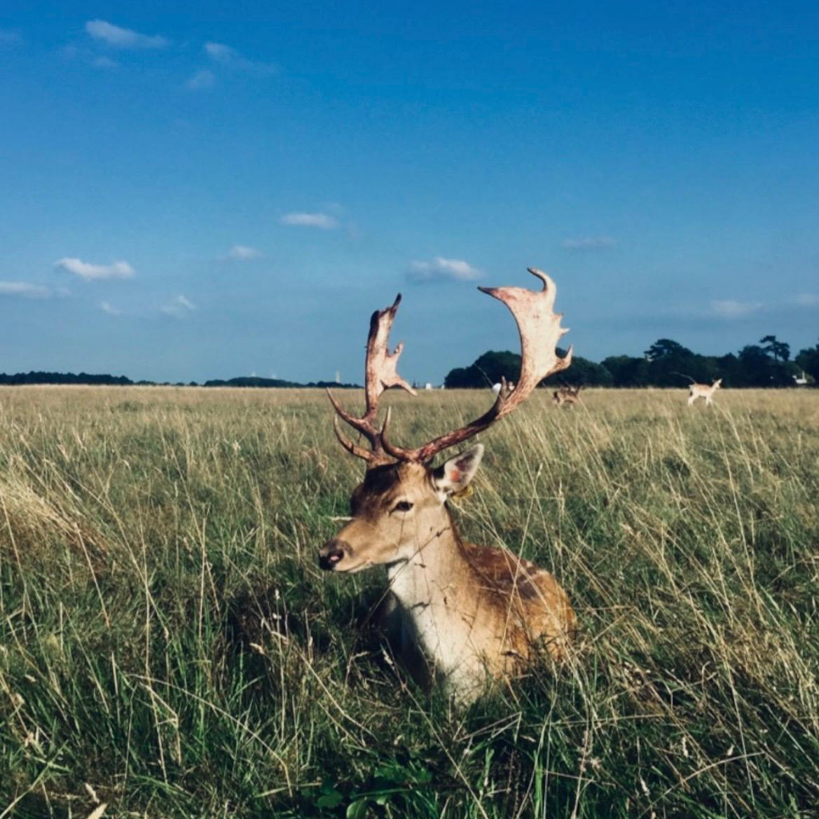 Phoenix Park en la ruta por Irlanda en 14 días
